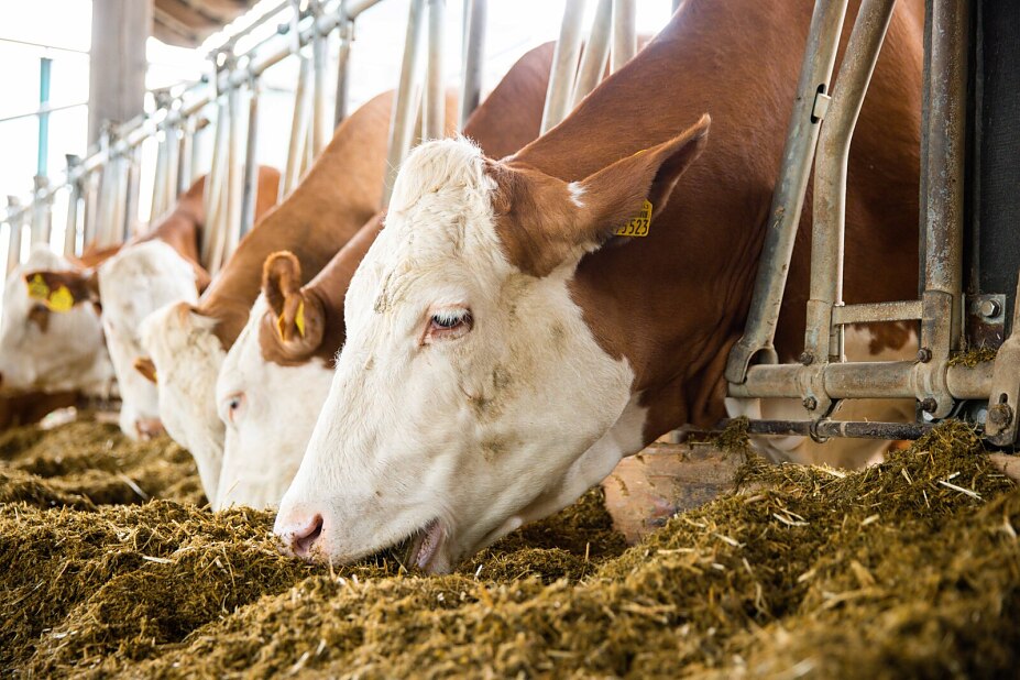 Grasschnitt in Form von Silage: Grundfutter schmeckt den Kühen besonders gut.