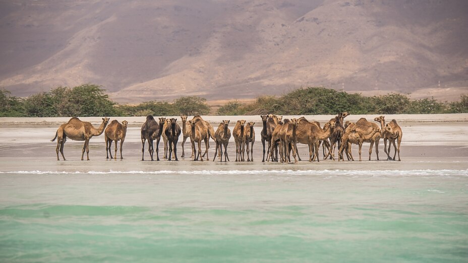 Camels on the beach, Salalah, Dhofar © Ministry of Heritage & Tourism Sultanate of Oman