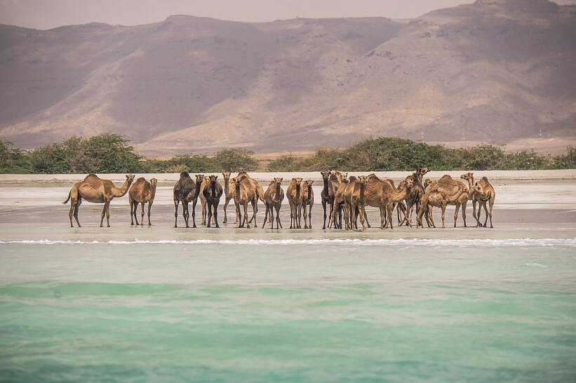 Camels on the beach, Salalah, Dhofar © Ministry of Heritage & Tourism Sultanate of Oman