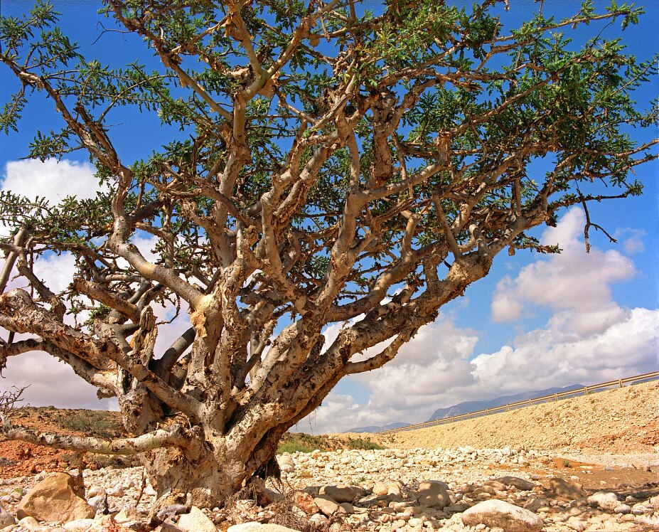 Frankincense tree © Ministry of Heritage & Tourism Sultanate of Oman Frankincense tree © Ministry of Heritage & Tourism Sultanate of Oman