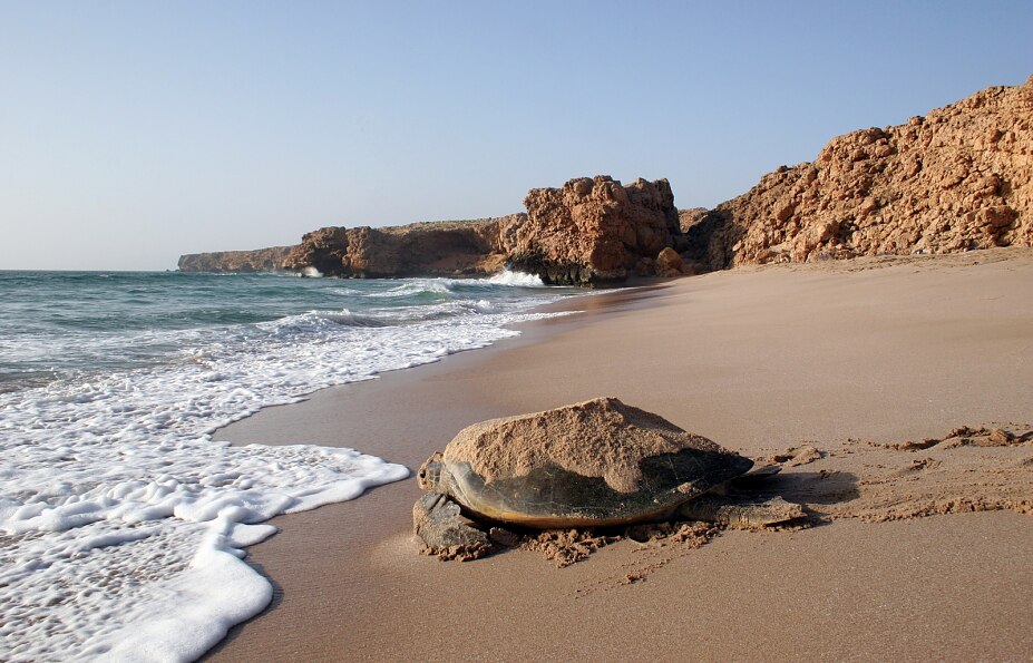 Ash Sharqiyah - Turtle on the beach, Ras Al Jinz, Turtle reserve © Ministry of Heritage & Tourism Sultanate of Oman Ash Sharqiyah - Turtle on the beach, Ras Al Jinz, Turtle reserve © Ministry of Heritage & Tourism Sultanate of Oman