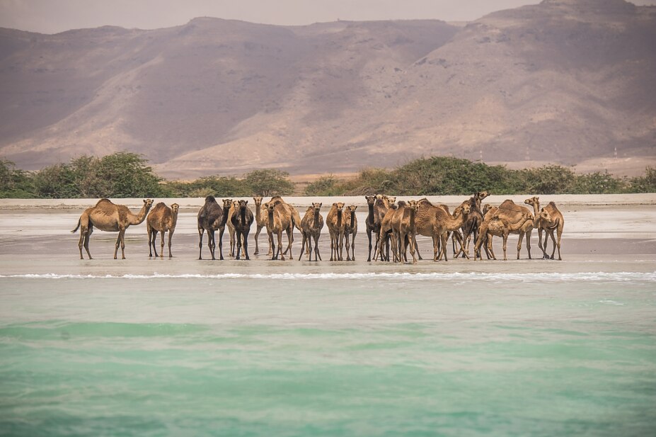 Camels on the beach, Salalah, Dhofar © Ministry of Heritage & Tourism Sultanate of Oman Camels on the beach, Salalah, Dhofar © Ministry of Heritage & Tourism Sultanate of Oman