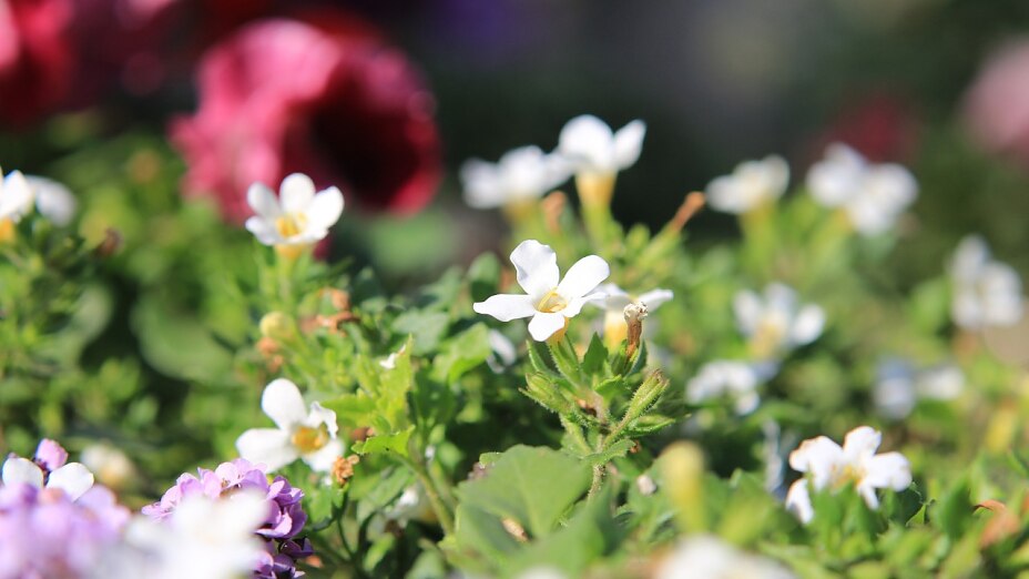 MemoSan Aktiv Inhaltsstoffe