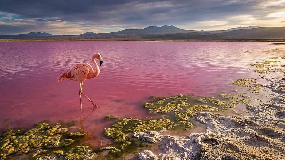 Ein rosa Flamingo steht in einem rosa leuchtenden See vor einer weiten Berglandschaft bei Sonnenuntergang.